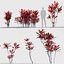 Cordyline rubra Low-poly 3D model