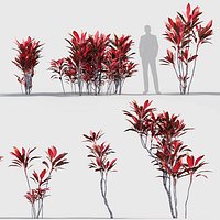 Cordyline rubra Low-poly 3D model