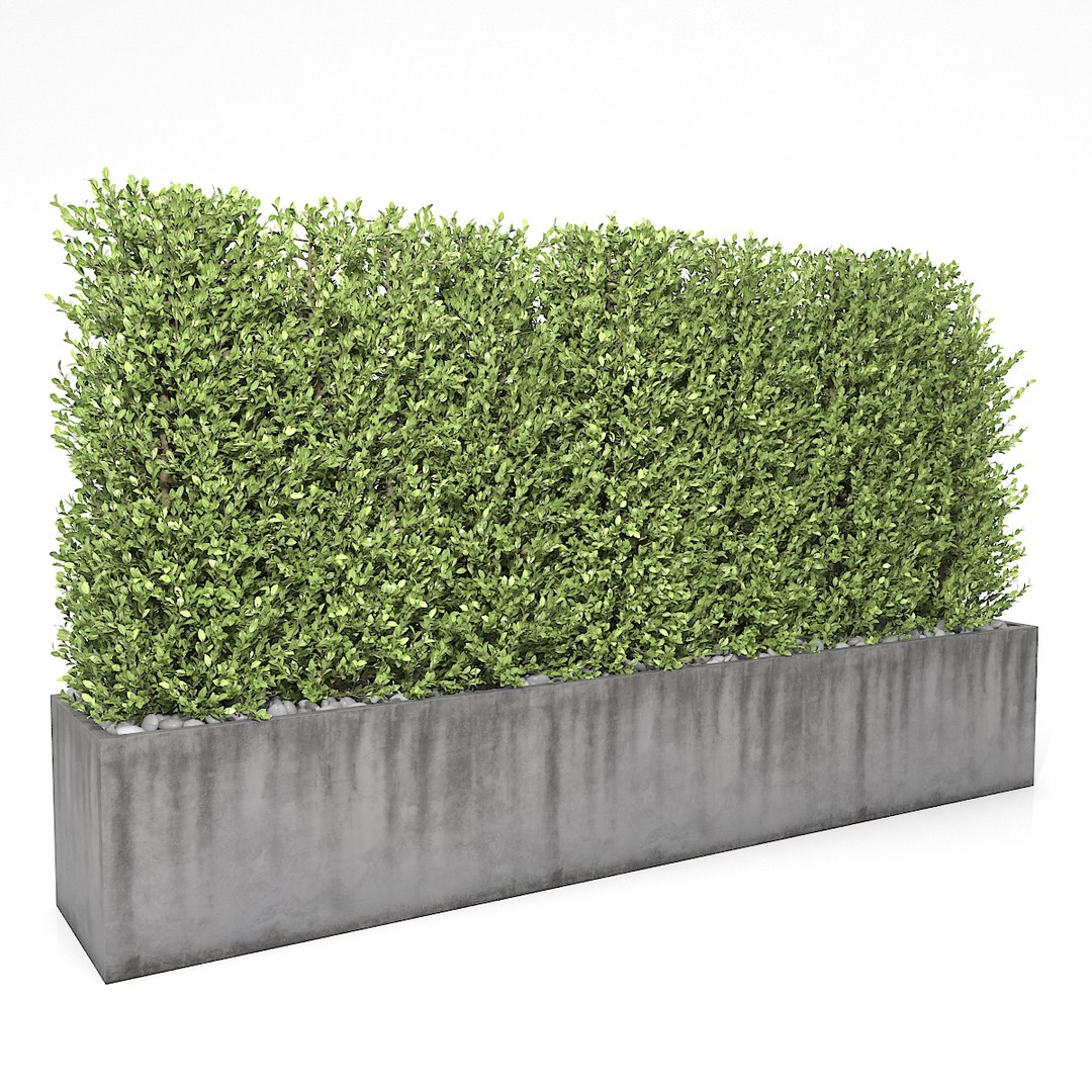 3D - boxwood fence https://p.turbosquid.com/ts-thumb/zF/ch4n2x/tiRAy8YB/01/jpg/1496413831/1920x1080/fit_q87/9cdb6a85ffec4dc5e6c0f25d63177f3b075251ed/01.jpg