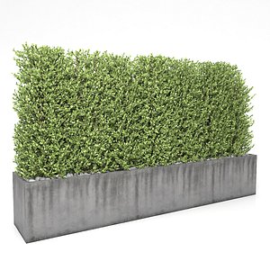 Boxwood - fence 01