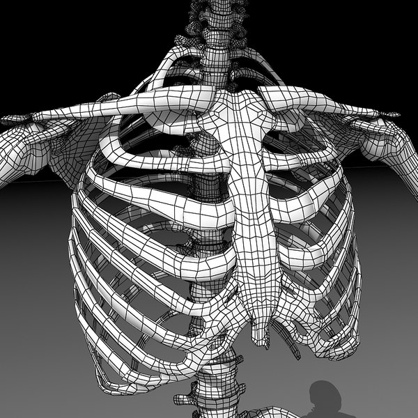 human skeleton 3d model Biology Diagrams