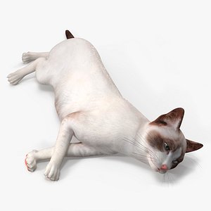 Ragdoll Cat Lying Pose