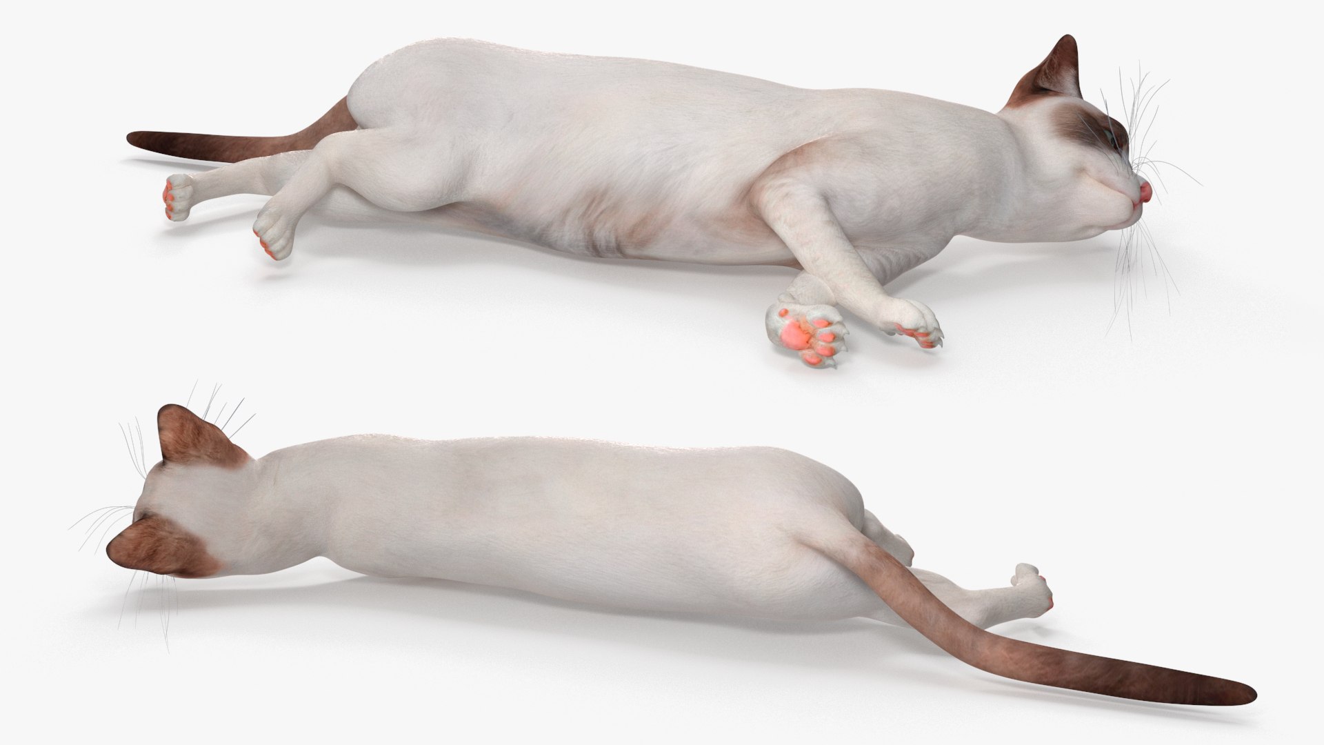 3D Ragdoll Cat Lying Pose Model - TurboSquid 2447784