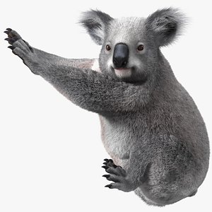 3D Koala Seated Pose Fur