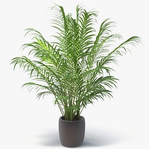areca palm model
