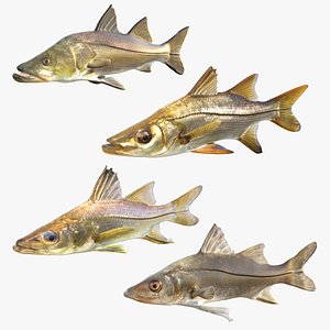 Snook Fish Collection