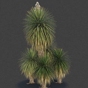 3D XfrogPlants Giant Dagger - Yucca Faxoniana model