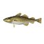 Atlantic Cod
