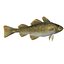 Atlantic Cod
