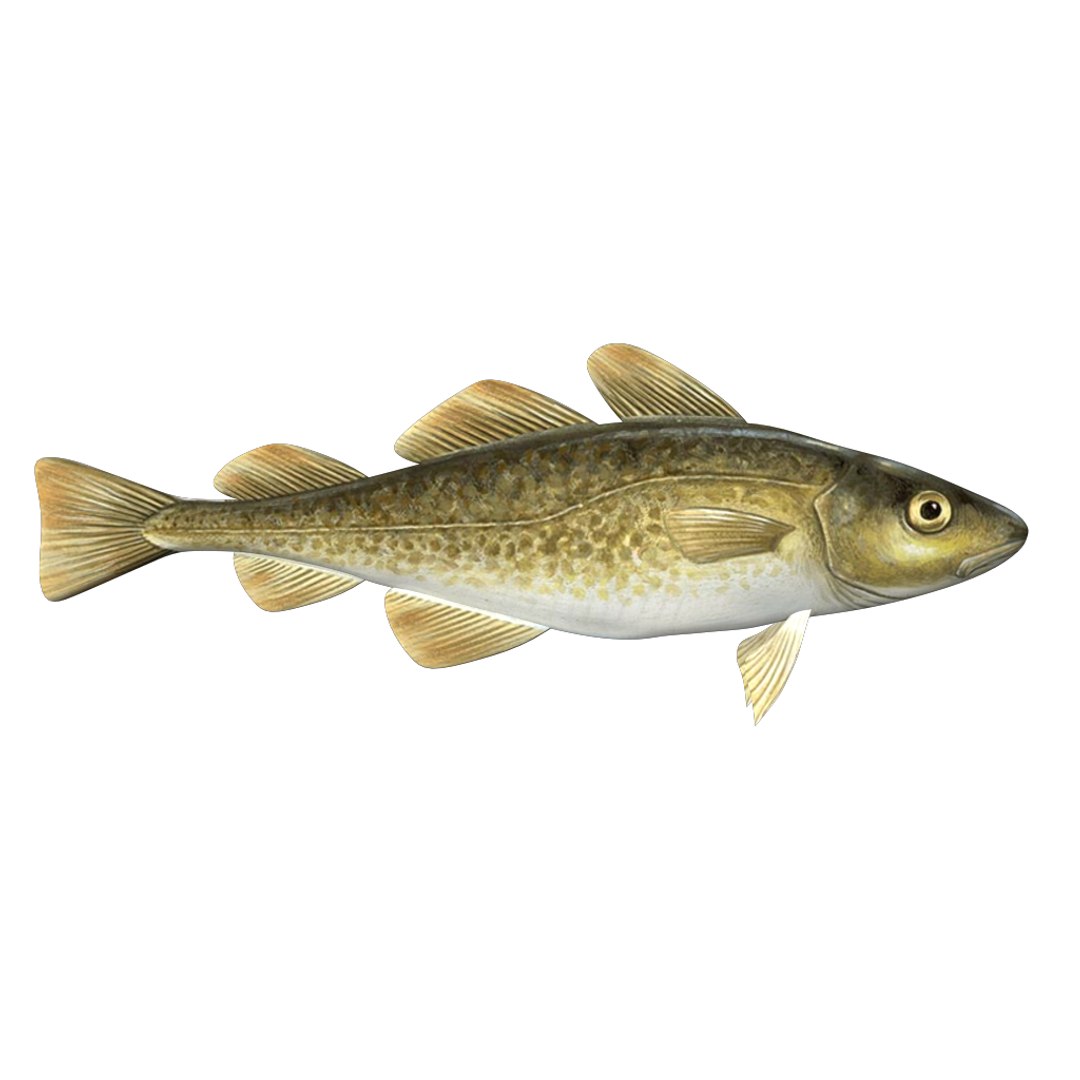 Atlantic cod 3D model - TurboSquid 1261283