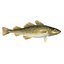 Atlantic Cod