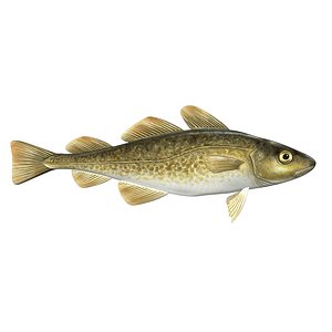 Atlantic Cod