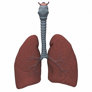 lungs