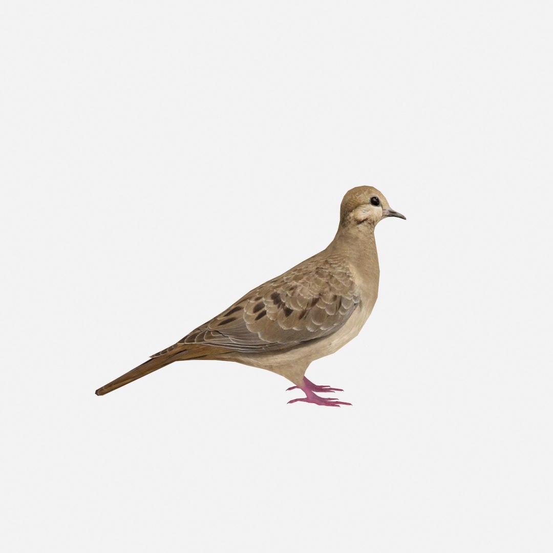 mourning dove max https://p.turbosquid.com/ts-thumb/zG/q3X19y/2YBzQzxS/3/jpg/1483638629/1920x1080/fit_q87/d402cca639c513b3016a4c712fb99bc0378cfa51/3.jpg