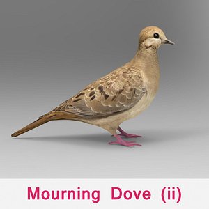 mourning dove max