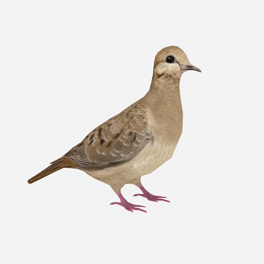 mourning dove max https://p.turbosquid.com/ts-thumb/zG/q3X19y/tAHve6Fp/4/jpg/1483638629/1920x1080/fit_q87/9bd0fac3369ce984edde5bc59eb7756b71bd6fe2/4.jpg