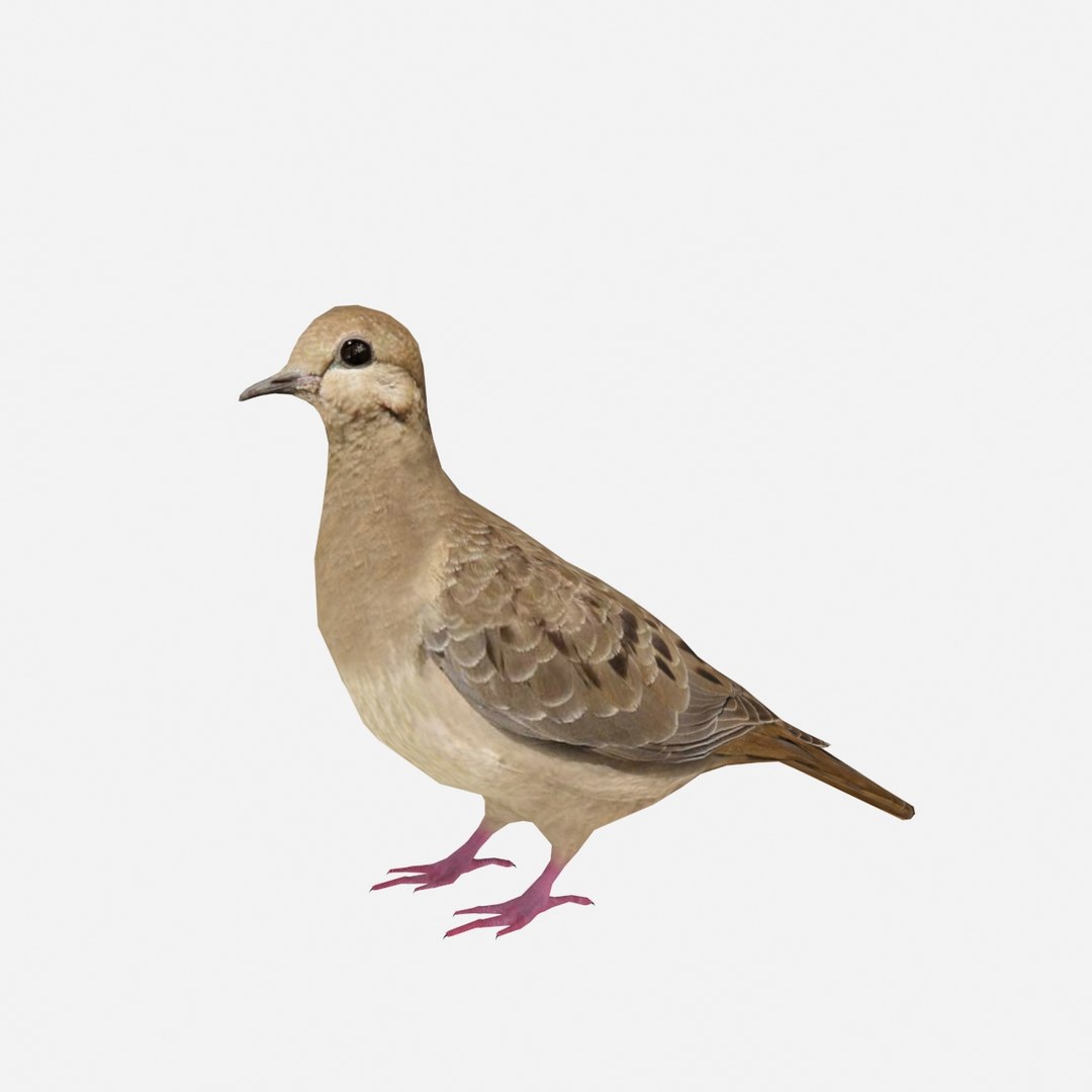 mourning dove max https://p.turbosquid.com/ts-thumb/zG/q3X19y/yQ8tm8yq/2/jpg/1483638629/1920x1080/fit_q87/c7a8f65357f8987c8558c87414a8b42142faf3bb/2.jpg