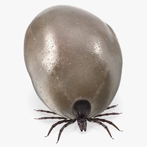 Bloated Tick Fur Rigged model
