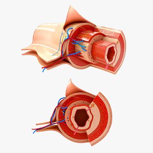 Alimentary canal section wall of the digestive tract