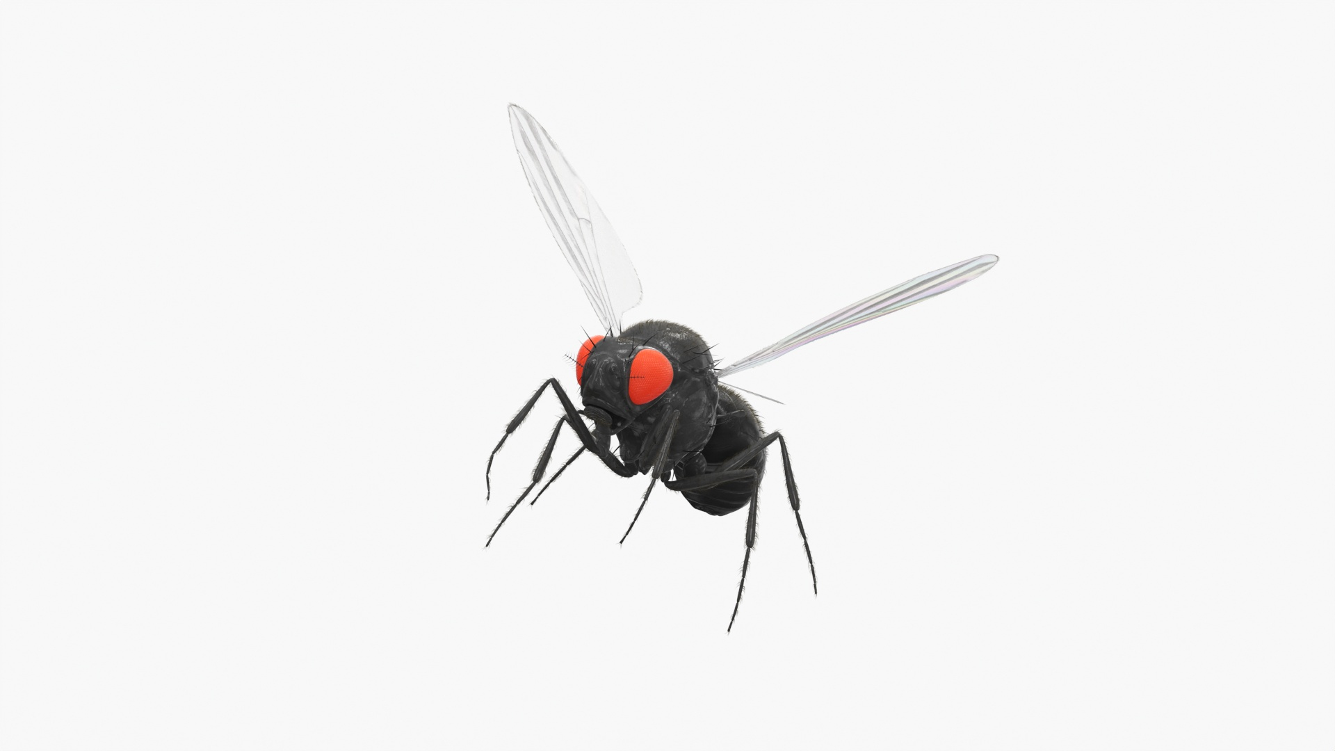 Drosophila Fly Black In Flight Fur model https://p.turbosquid.com/ts-thumb/zH/FvlMm4/Je/drosophila_fly_black_in_flight_fur_360/jpg/1739485403/1920x1080/turn_fit_q99/89abb48d36816509eb063fbe008b012f3ce63b1f/drosophila_fly_black_in_flight_fur_360-1.jpg