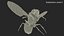 Drosophila Fly Black In Flight Futro