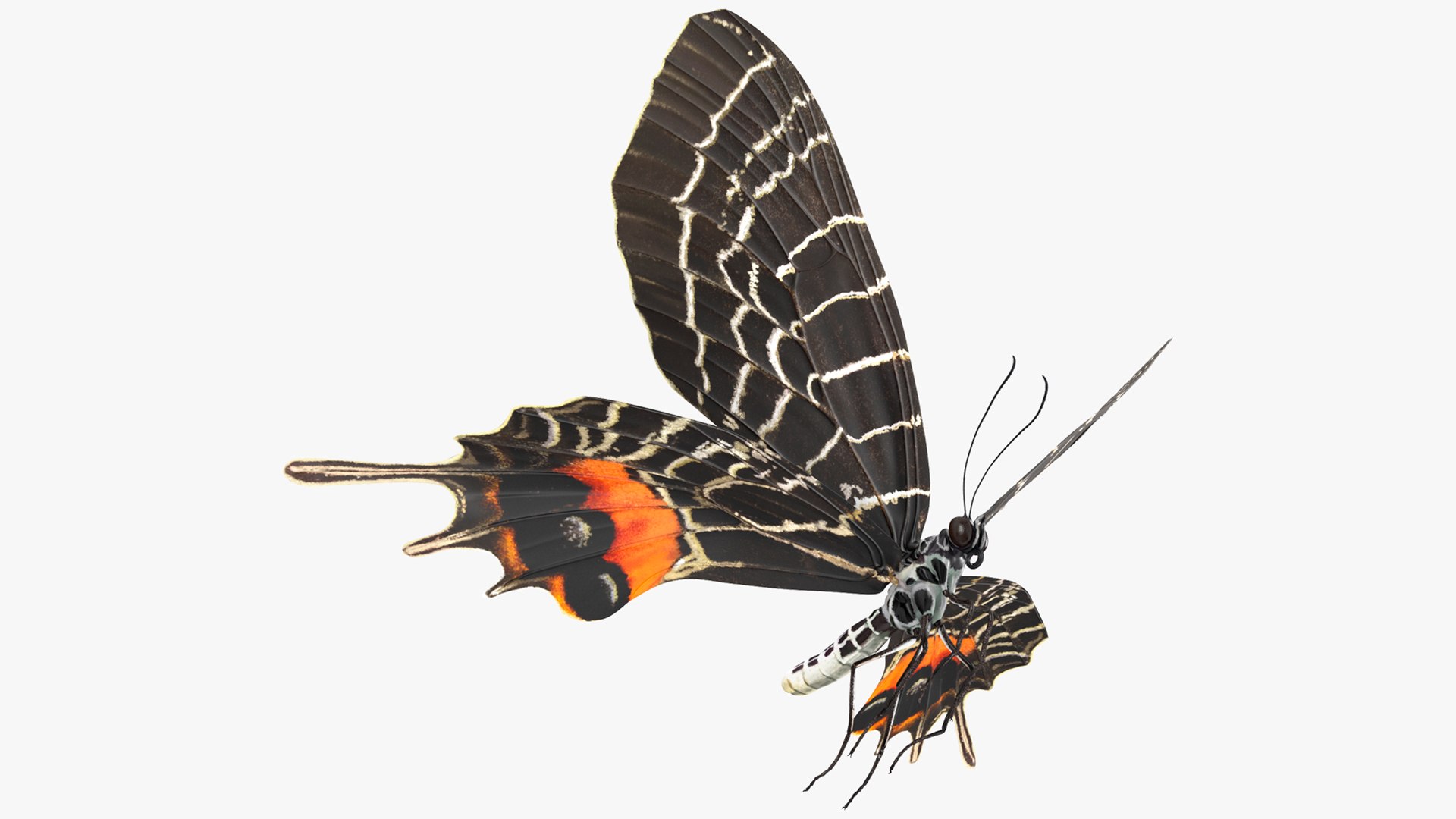 Animated Flight Bhutan Glory Butterfly Rigged for Maya 3D model preview