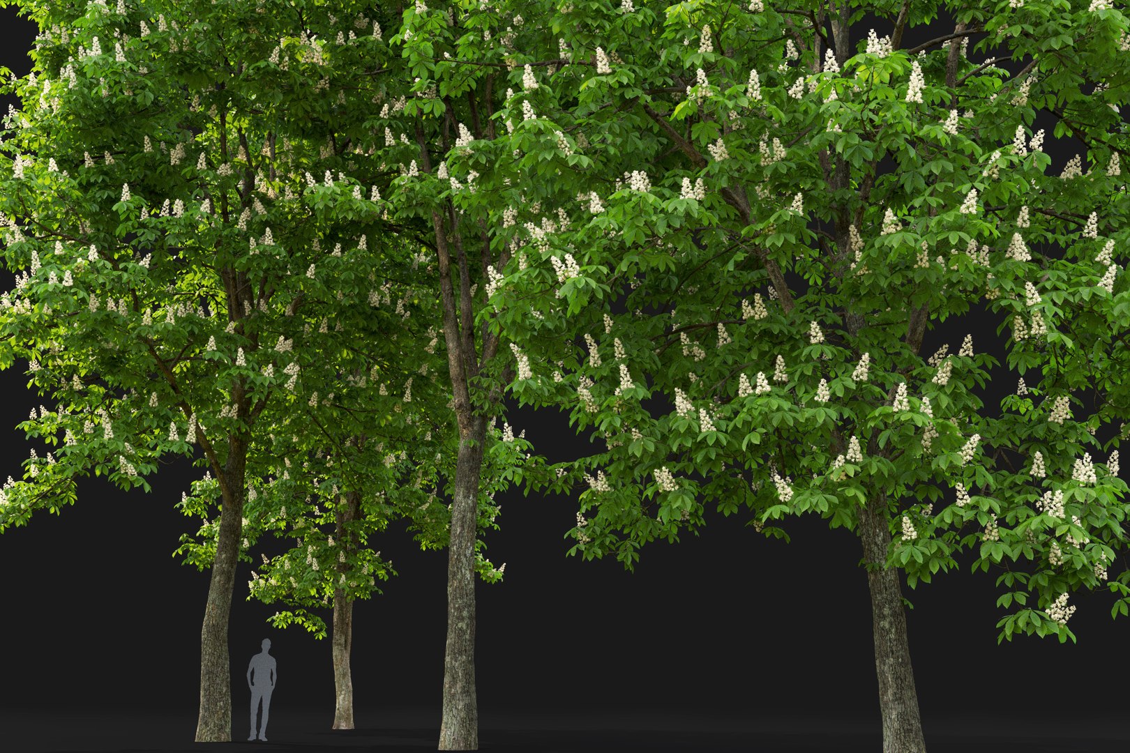 3D Model Flowering Chestnut Trees 1 - TurboSquid 1593622