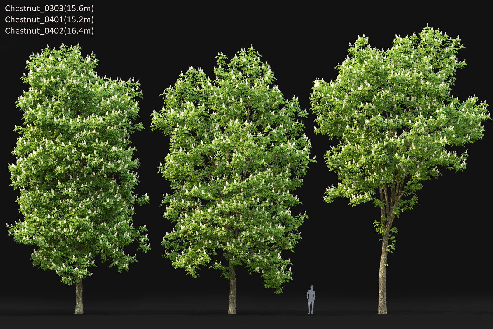 3D model flowering chestnut trees 1 - TurboSquid 1593622