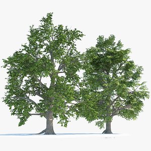 2 Broadleaf Trees 3D model