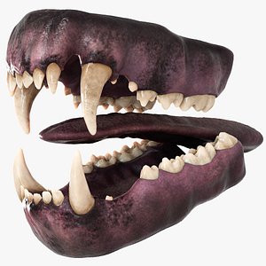 Polar Bear Mouth Anatomy 3D model