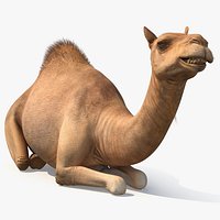 Resting Camel Fur