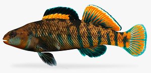 3d etheostoma caeruleum rainbow darter