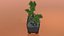 Bonsai