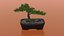 Bonsai