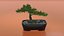 Bonsai
