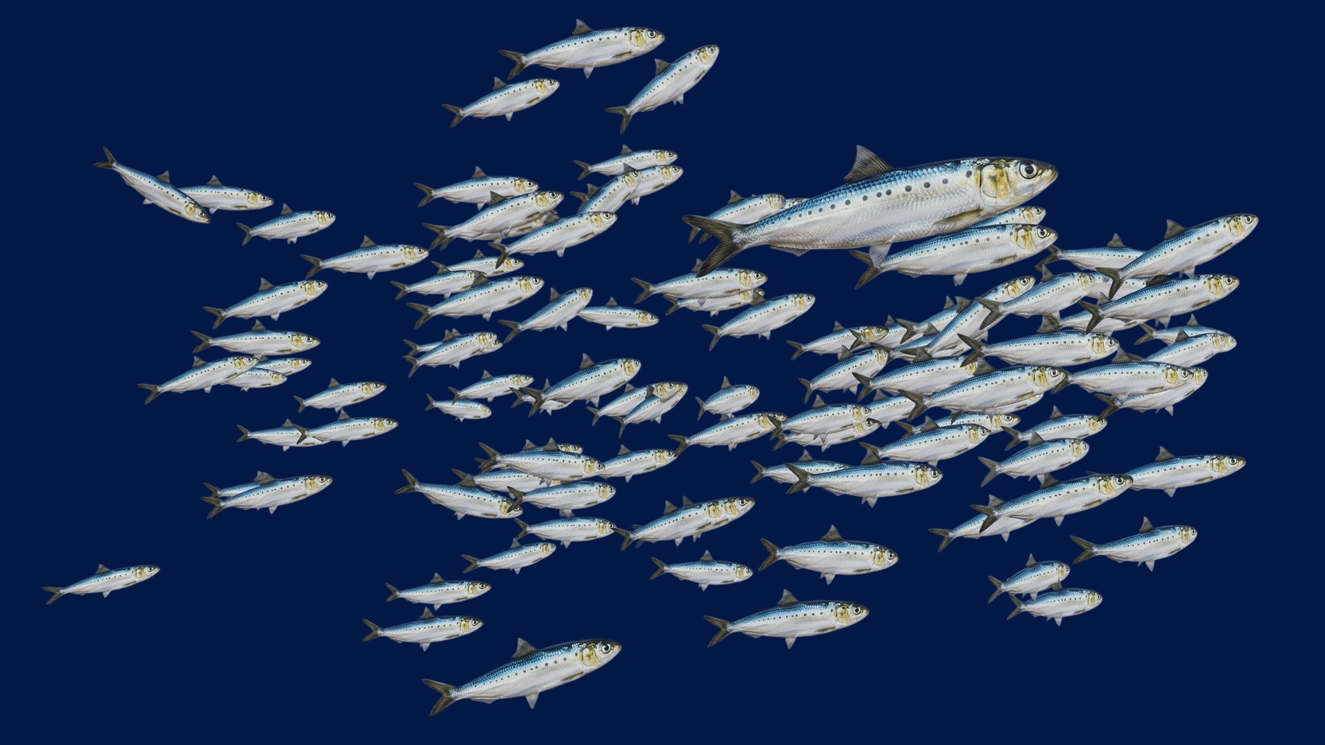 Sardine School Fish 3D https://p.turbosquid.com/ts-thumb/zH/fwbACl/A0/4/png/1790334461/1920x1080/fit_q87/e2461c96499862017bef014d5e24bc06aa9d7852/4.jpg