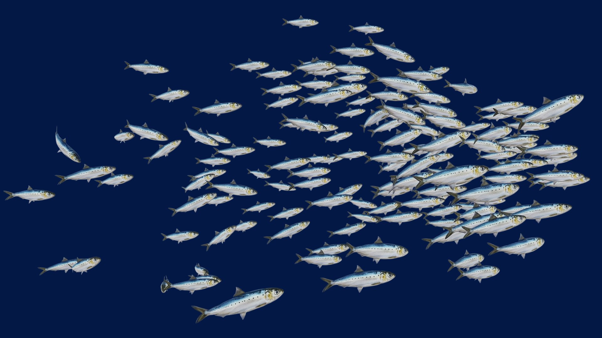 Sardine School Fish 3D https://p.turbosquid.com/ts-thumb/zH/fwbACl/mG/1/png/1790334452/1920x1080/fit_q87/1d22ba96a135c78e7baf71058eecbd3676478c5b/1.jpg