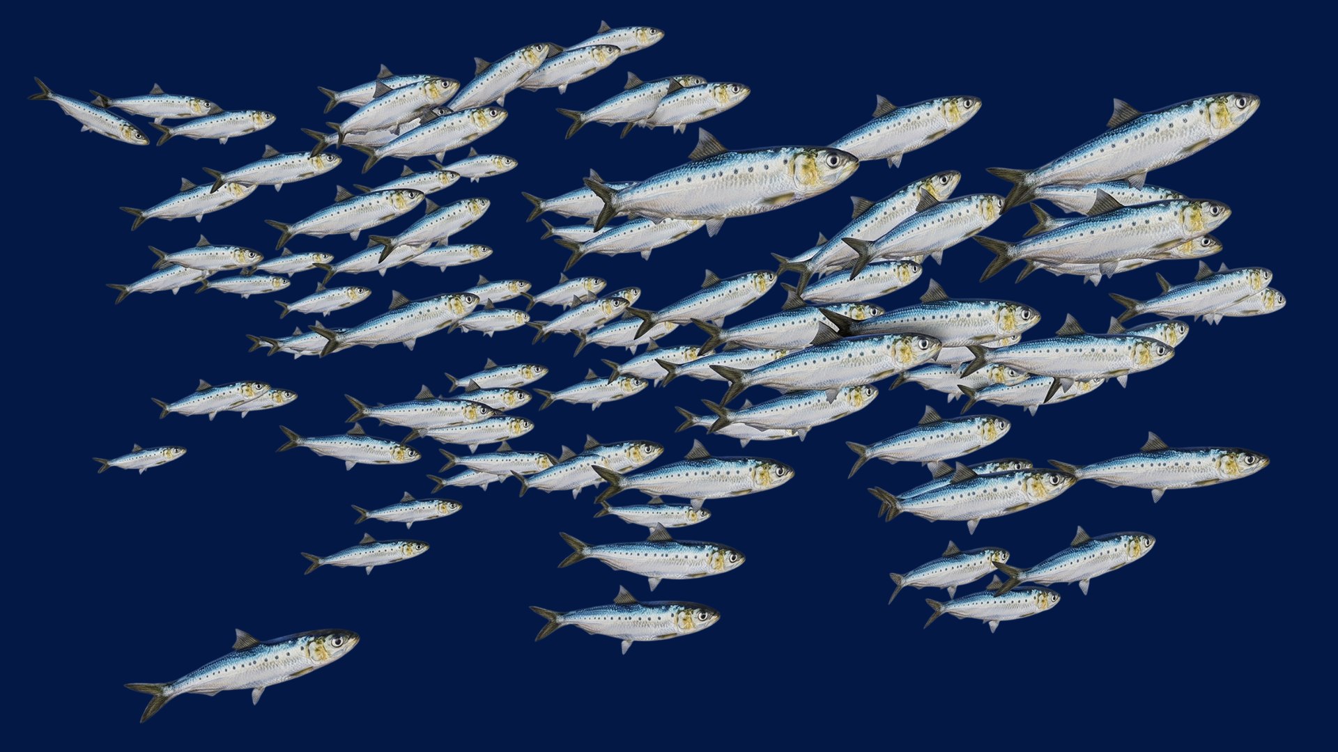 Sardine School Fish 3D https://p.turbosquid.com/ts-thumb/zH/fwbACl/oi/6/png/1790334467/1920x1080/fit_q87/cc96dc99b1f5a3363715a1b55505bd443f8a6f1f/6.jpg
