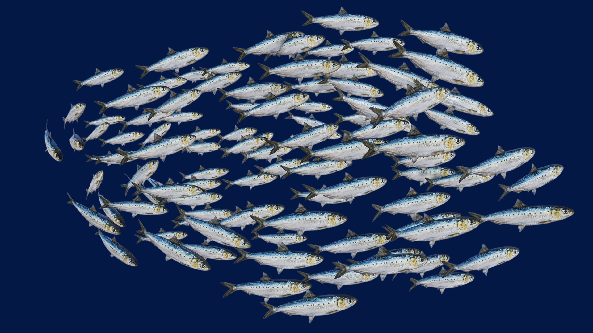 Sardine School Fish 3D https://p.turbosquid.com/ts-thumb/zH/fwbACl/qC/5/png/1790334464/1920x1080/fit_q87/6a3dac732e5c4692542d92db39fe08a259840cf7/5.jpg