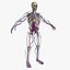 Ultimate Rigged Anatomy Combo1