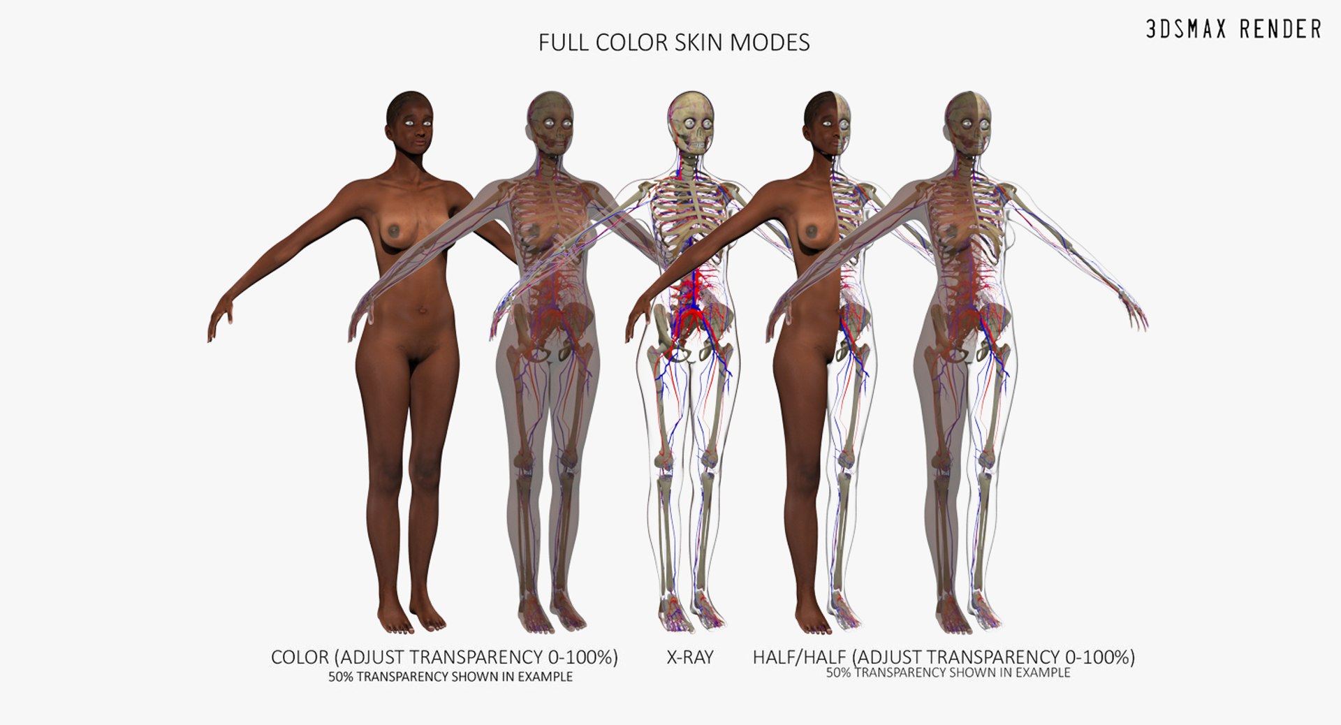 3D ultimate rigged anatomy combo https://p.turbosquid.com/ts-thumb/zH/jhiZwI/1uBgIuNB/max_001/jpg/1566325922/1920x1080/fit_q87/1b500d49175d340c1ee96abe8172e13a1dcea3a7/max_001.jpg