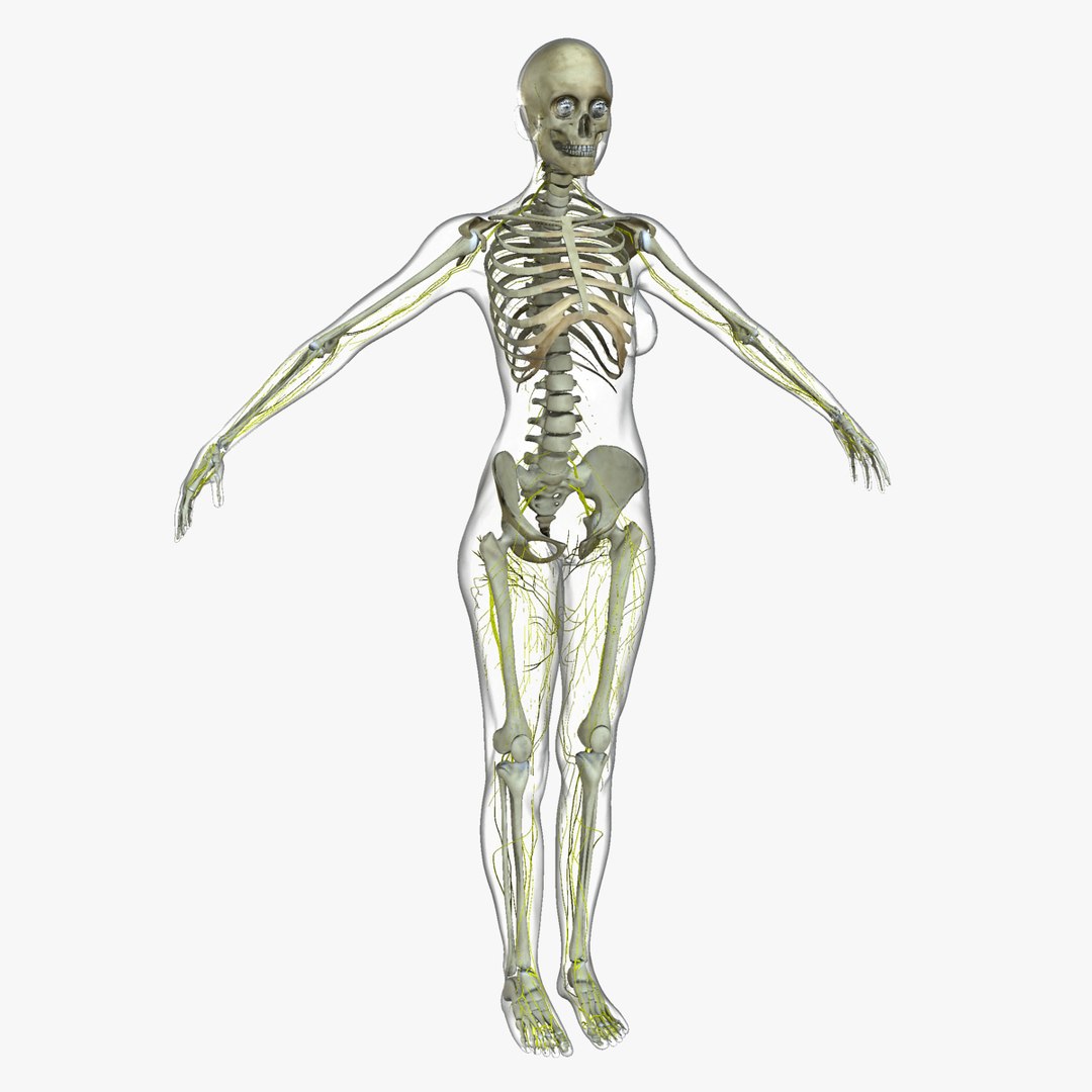 3D ultimate rigged anatomy combo https://p.turbosquid.com/ts-thumb/zH/jhiZwI/9YoW453M/017/jpg/1542216436/1920x1080/fit_q87/bb9b12d5b8bc10503616a39cbdf7b0f25317c65a/017.jpg