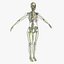 Ultimate Rigged Anatomy Combo1