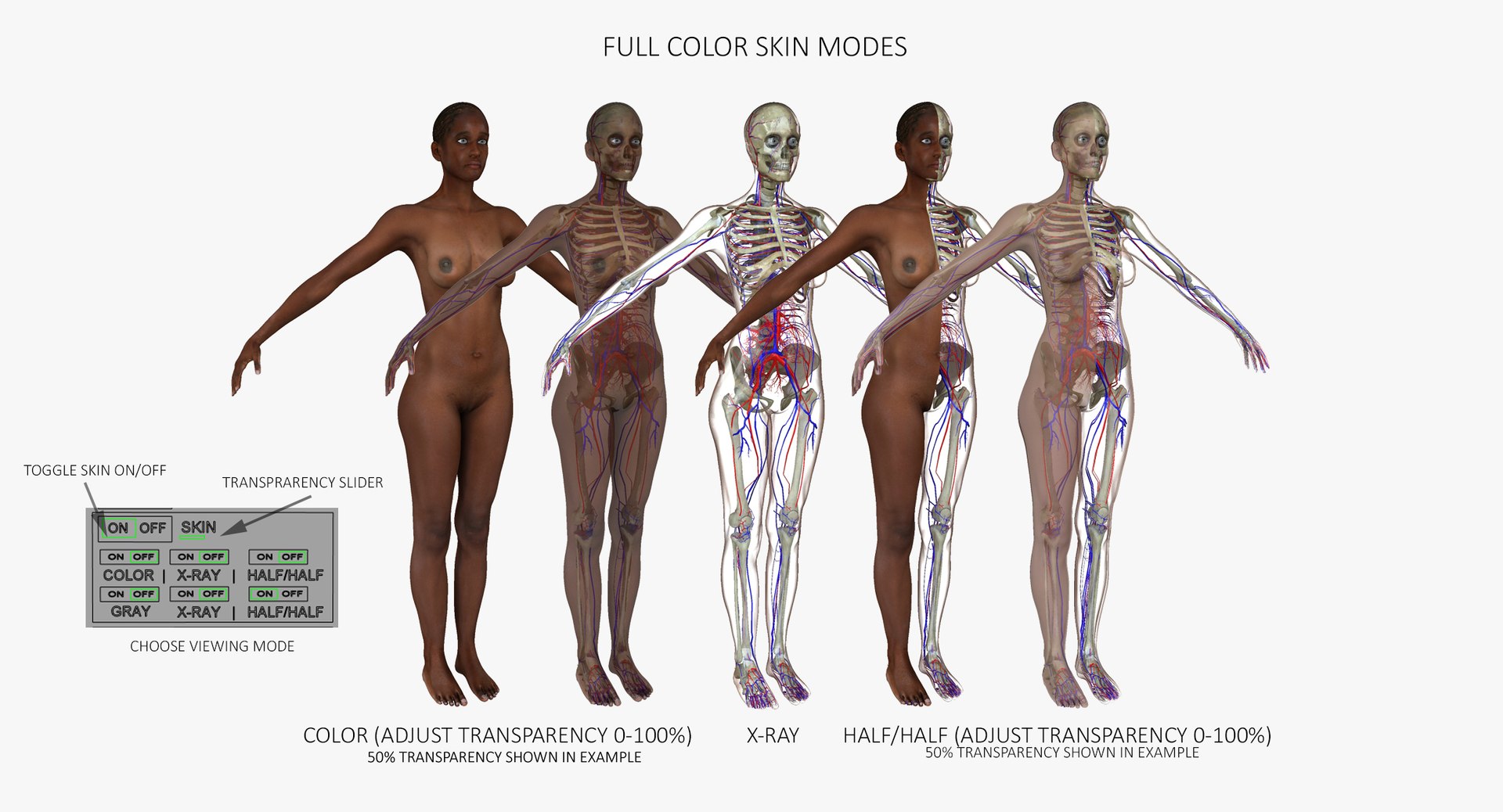 3D ultimate rigged anatomy combo https://p.turbosquid.com/ts-thumb/zH/jhiZwI/APAPAmir/005/jpg/1542216435/1920x1080/fit_q87/0534e31ce96dcc19fa25764a7c49739c132f6283/005.jpg