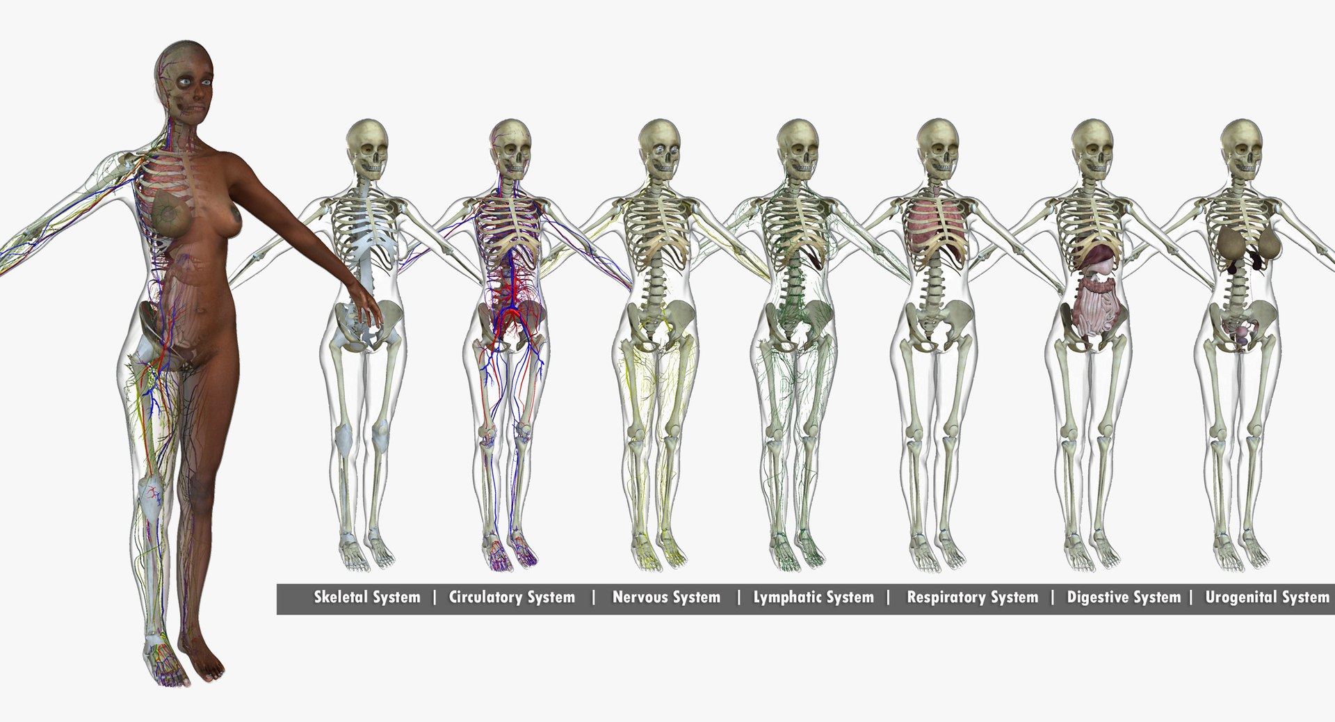 3D ultimate rigged anatomy combo https://p.turbosquid.com/ts-thumb/zH/jhiZwI/CqeQ3VPa/003/jpg/1542216435/1920x1080/fit_q87/764df79b19816e5e396f239f18c9a23848f2dff6/003.jpg