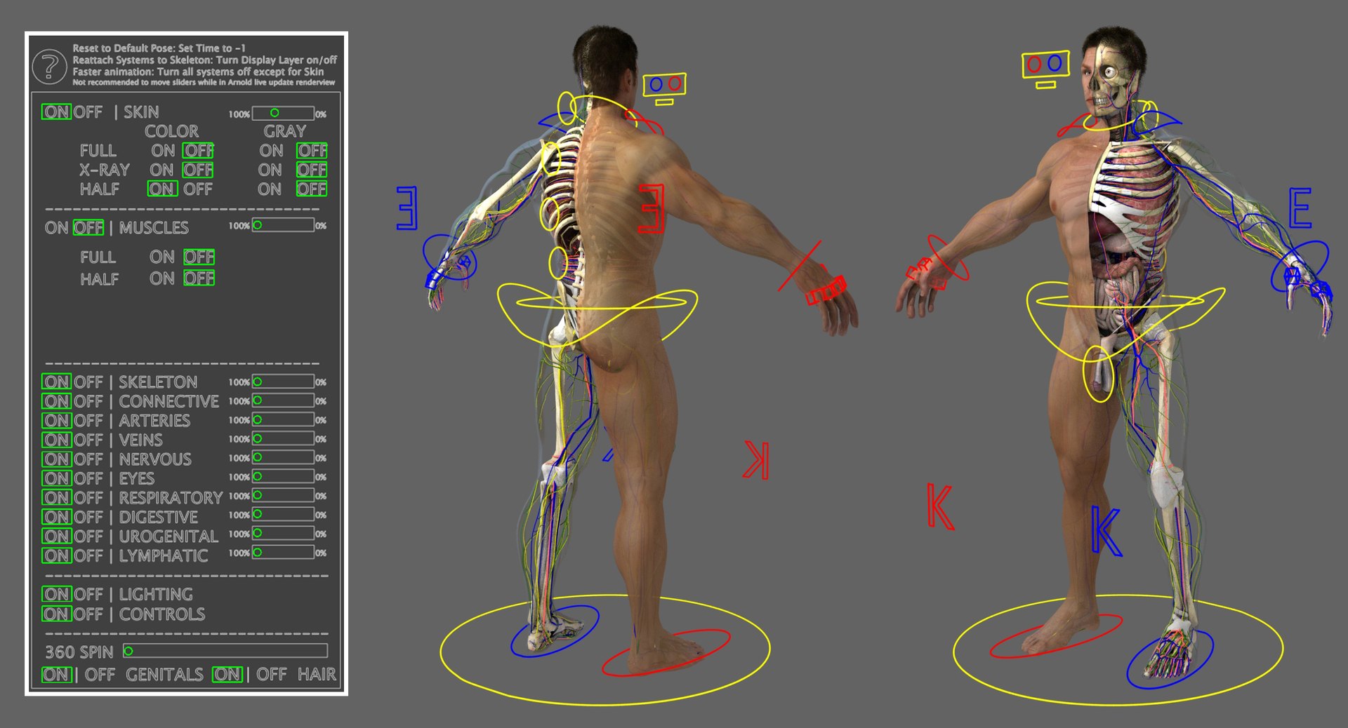 3D ultimate rigged anatomy combo https://p.turbosquid.com/ts-thumb/zH/jhiZwI/E4IYD3CH/001/jpg/1542224802/1920x1080/fit_q87/d30c6186764bb5a0ba8f57053999595697753151/001.jpg