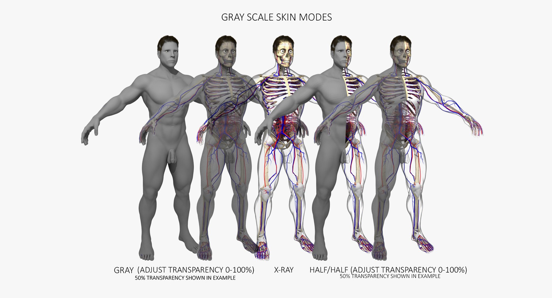 3D ultimate rigged anatomy combo https://p.turbosquid.com/ts-thumb/zH/jhiZwI/GzqG9rbJ/008/jpg/1542655522/1920x1080/fit_q87/8c41b45bf27d2bebfcacc886d9d6fe4a266314f3/008.jpg