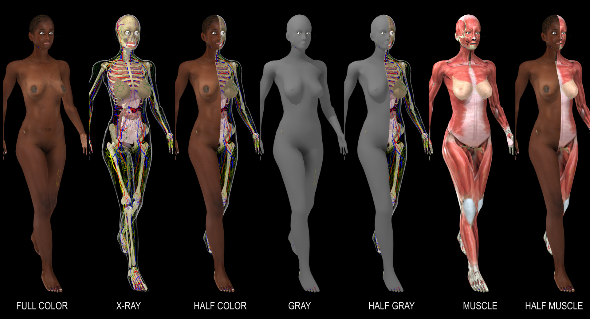 3D ultimate rigged anatomy combo https://p.turbosquid.com/ts-thumb/zH/jhiZwI/HUfBjOdn/blackwalkfemale/jpg/1542649998/1920x1080/turn_fit_q99/c825ab0ef10c025c9317abe3f2a20a7f9796ae75/blackwalkfemale-1.jpg