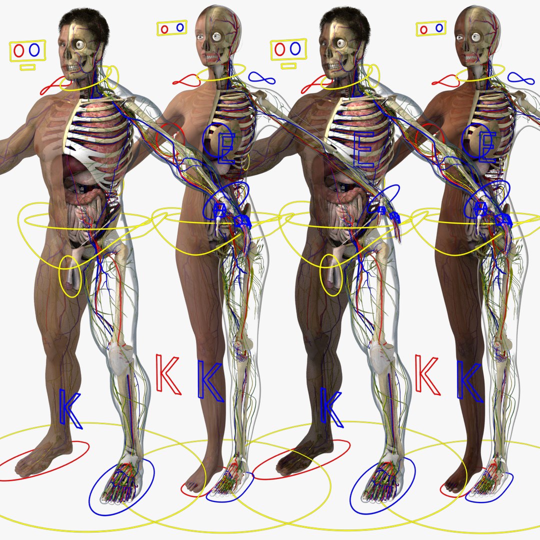 3D ultimate rigged anatomy combo https://p.turbosquid.com/ts-thumb/zH/jhiZwI/I8aurKfR/combo_01/jpg/1542739204/1920x1080/fit_q87/76e1241b0c9af9449054d249169b8d786eac081b/combo_01.jpg