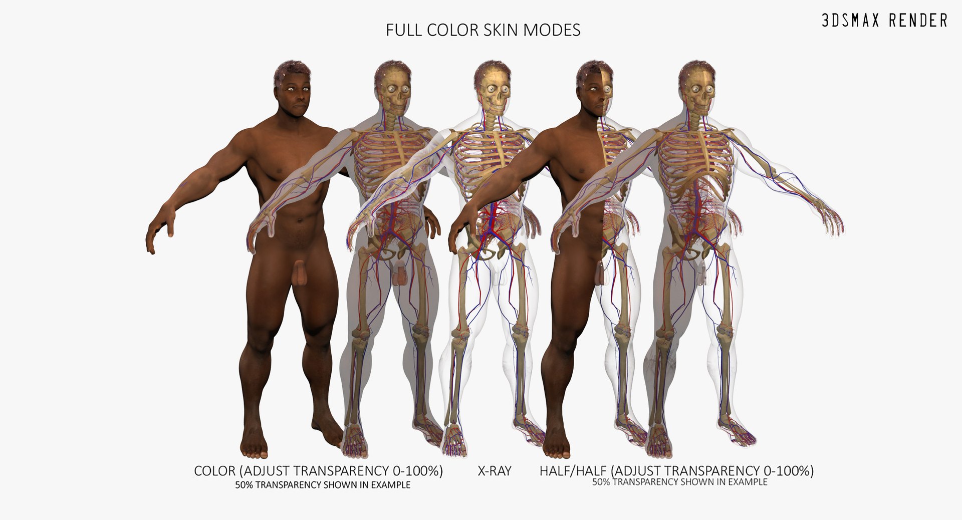 3D ultimate rigged anatomy combo https://p.turbosquid.com/ts-thumb/zH/jhiZwI/MsbS86QA/blackmax_001/jpg/1566325741/1920x1080/fit_q87/106b649c793df0254c9f20987ae728816cef6b0f/blackmax_001.jpg